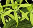 Coelogyne pandurata